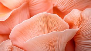 Pink Oyster Mushrooms