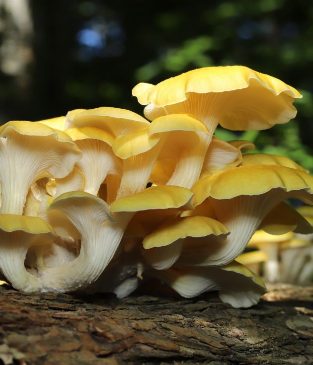 Yellow Oyster from Mycelium world Our farm
