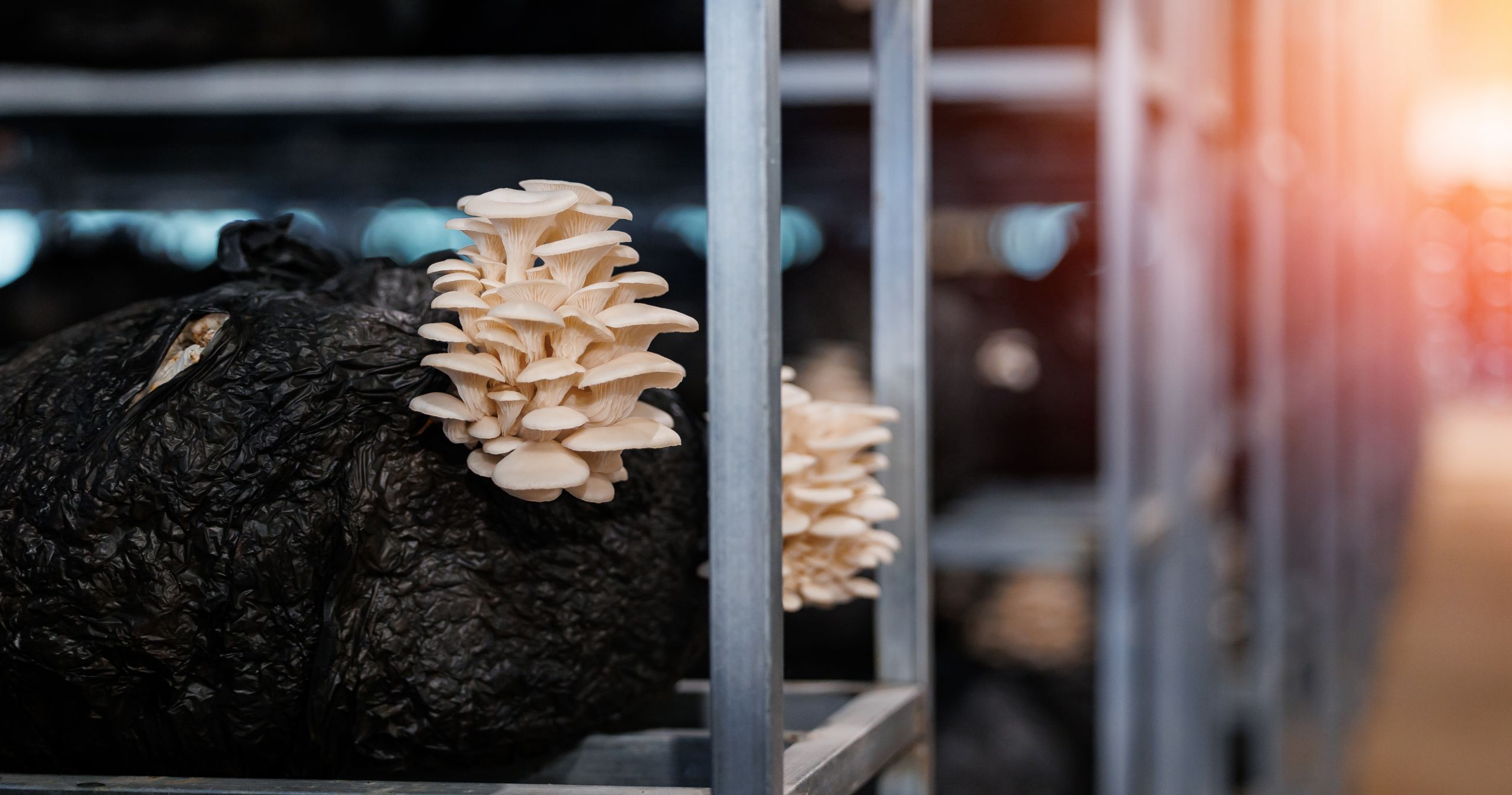 Mushrooms growing on dark substrate