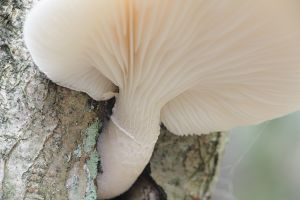 White Elm oyster mushrooms