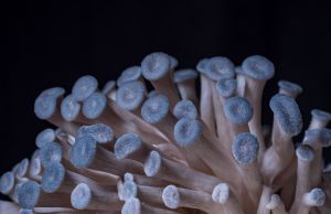 Blue Oyster Mushrooms