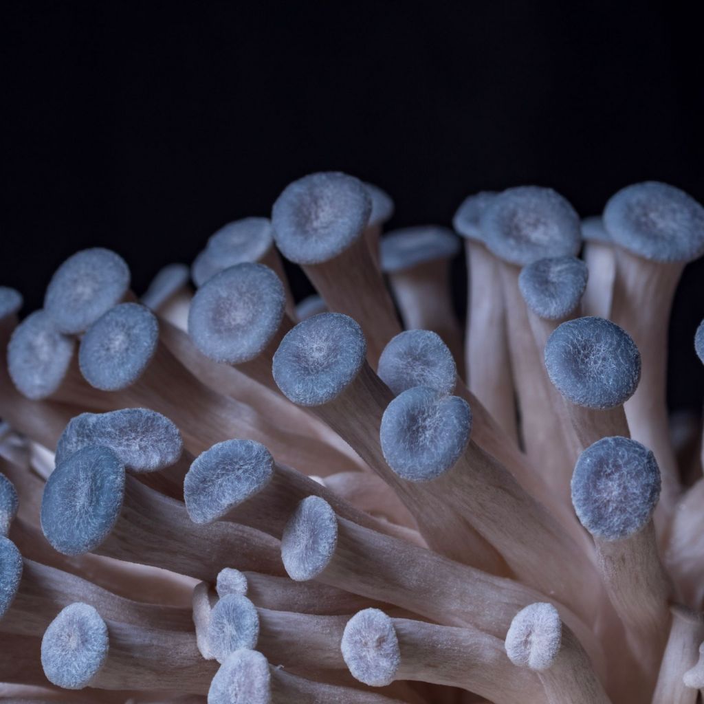 Blue Oyster Mushrooms